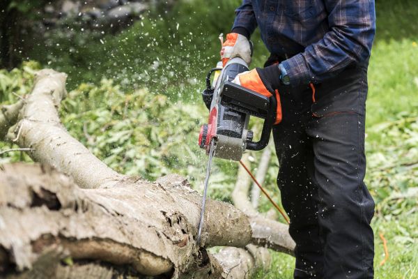 Cost of Branch Removal Service in Madison