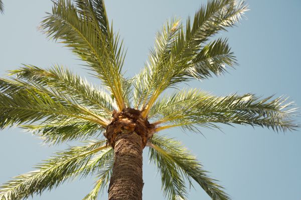 Cost of Palm Tree Pruning in Madison