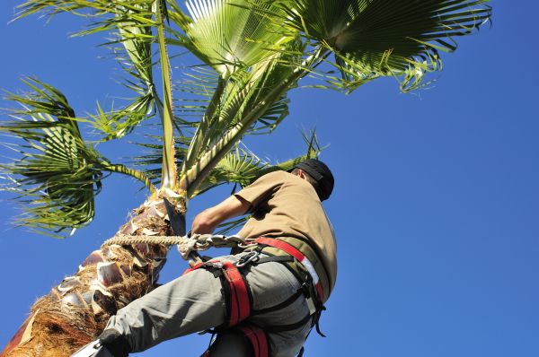 Cost of Palm Tree Trimming in Madison
