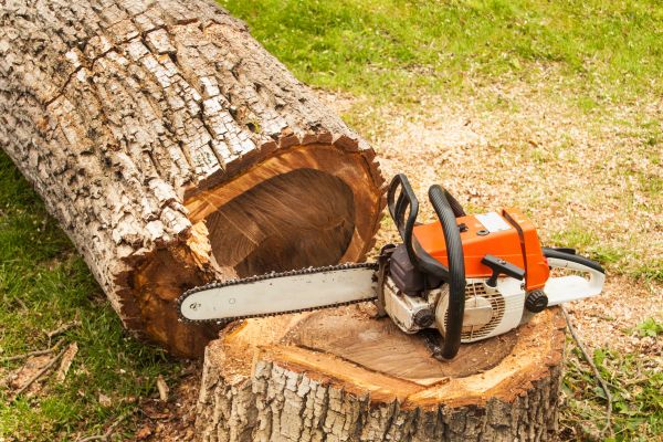Cost of Tree Cutting Service in Madison