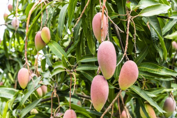 Cost of Mango Tree Trimming in Madison