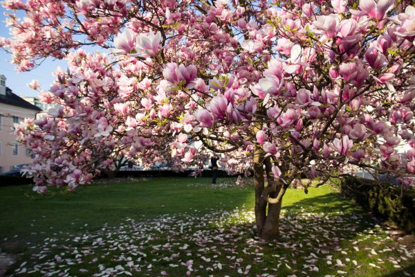 Cost of Ornamental Tree Pruning in Madison