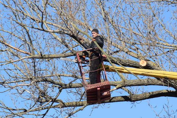 Cost of Emergency Tree Trimming in Madison