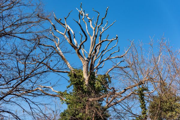 Cost of Deadwood Removal in Madison