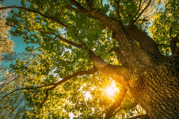 Cost of Oak Tree Pruning in Madison