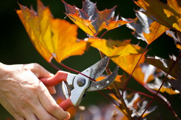 Cost of Maple Tree Pruning in Madison