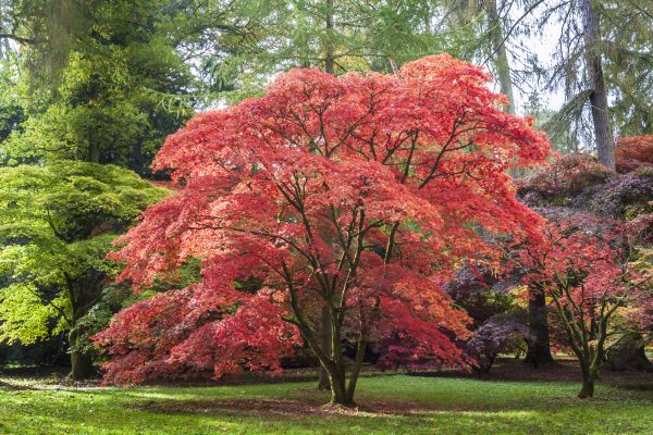 Cost of Japanese Maple Pruning in Madison