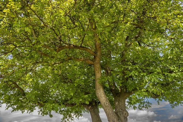 Cost of Walnut Tree Trimming in Madison
