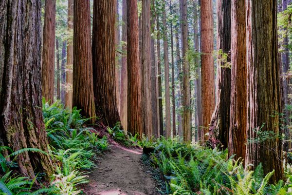 Cost of Redwood Tree Trimming in Madison