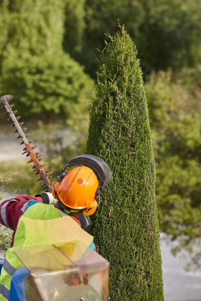 Cost of Cypress Tree Trimming in Madison