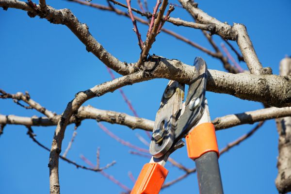 Cost of Peach Tree Trimming in Madison