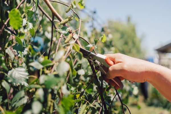 Cost of Birch Tree Pruning in Madison