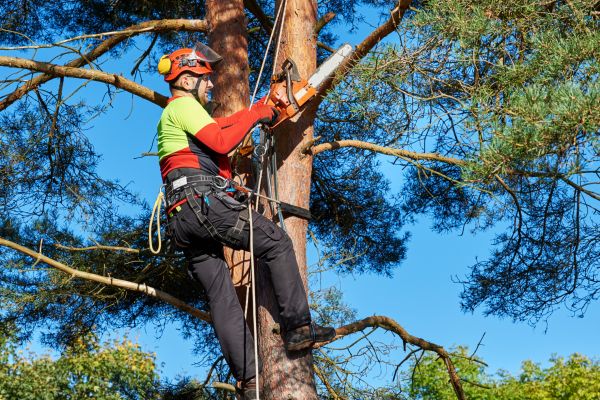 Cost of Canopy Pruning in Madison
