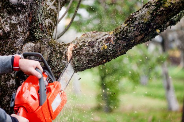 Cost of Branch Cutting Service in Madison