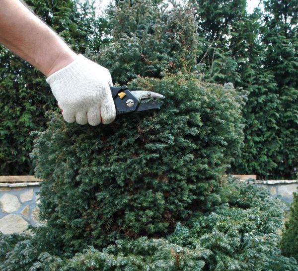 Cost of Ornamental Tree Trimming in Madison
