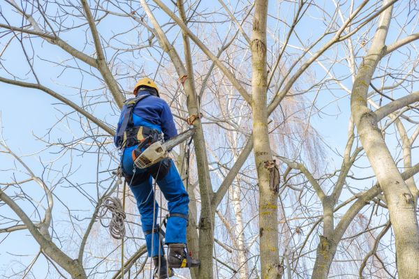 Cost of Large Tree Trimming in Madison