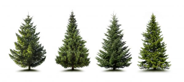 Cost of Pine Tree Trimming in Madison