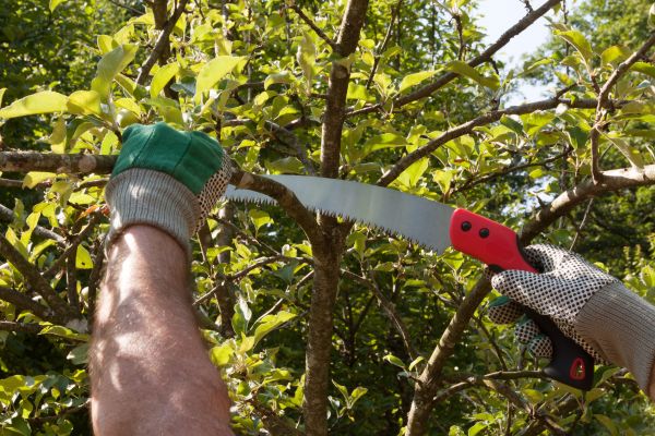 Cost of Apple Tree Trimming in Madison