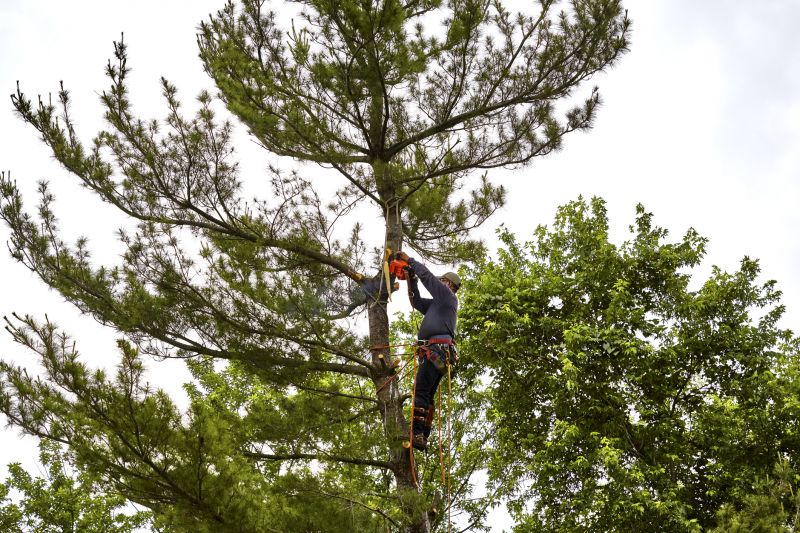 Pine Tree Pruning