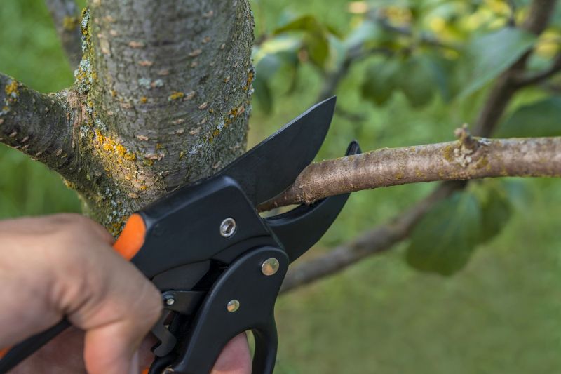 Fall Tree Pruning